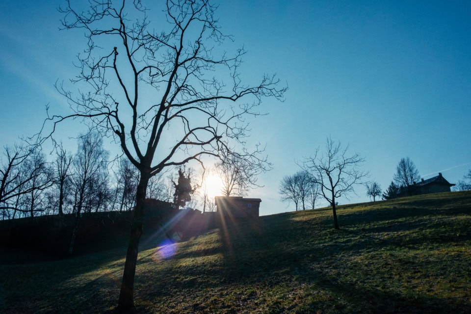 Barnimages. Bare Tree On Hillside With Sun Flare And Blue Sky
