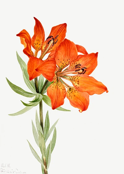 Rawpixel. Red lily blossom png illustration hand drawn
