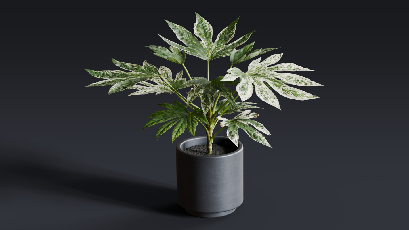 Textures.com. 3D Plant Model - Fatsia Japonica 1