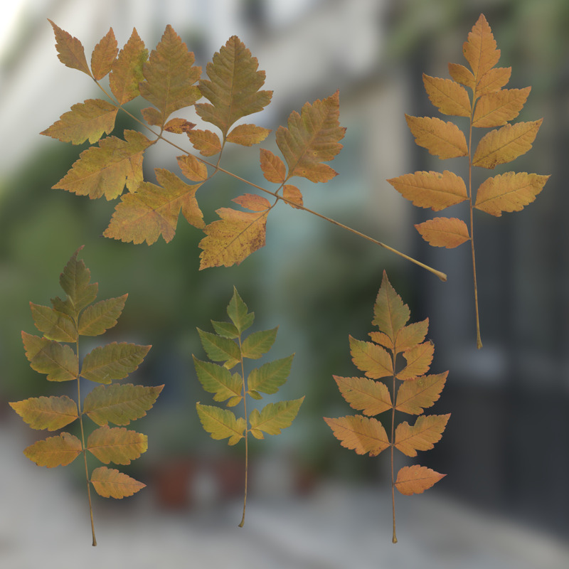 Textures.com. 3D Scanned Goldenrain Autumn Atlas 1