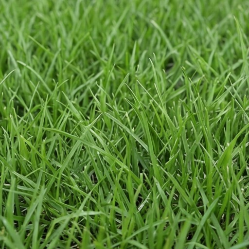 Archive Textures. Grass Texture