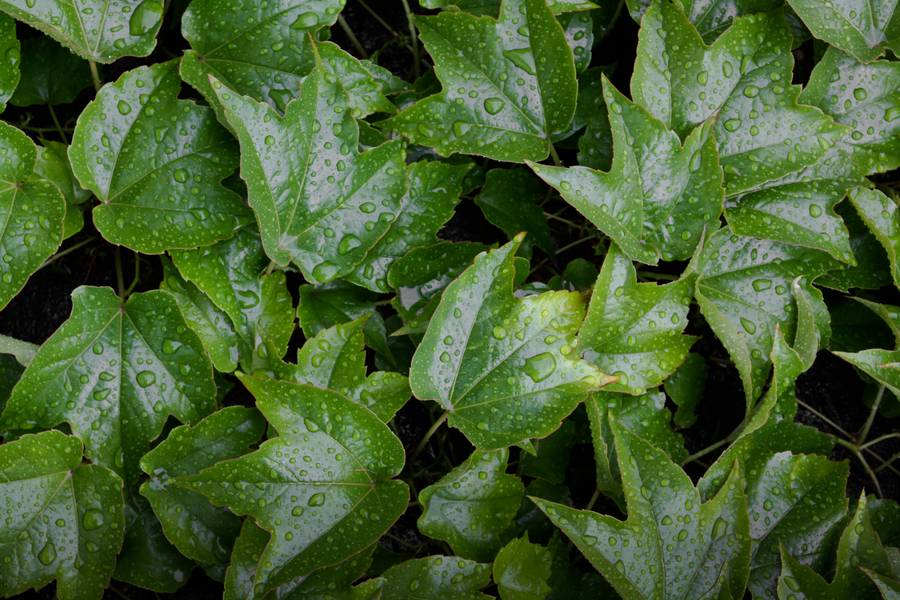 FreeStockTextures. Ivy Wet Plant Texture