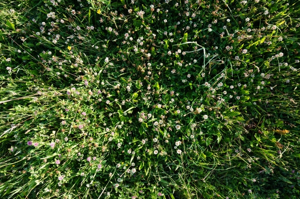 Texturify. Grass-021-2